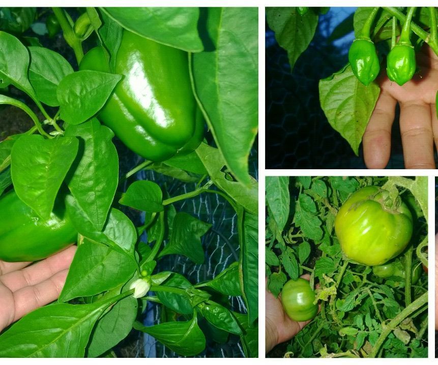 IRRIGATING WITH MOTHER NATURE