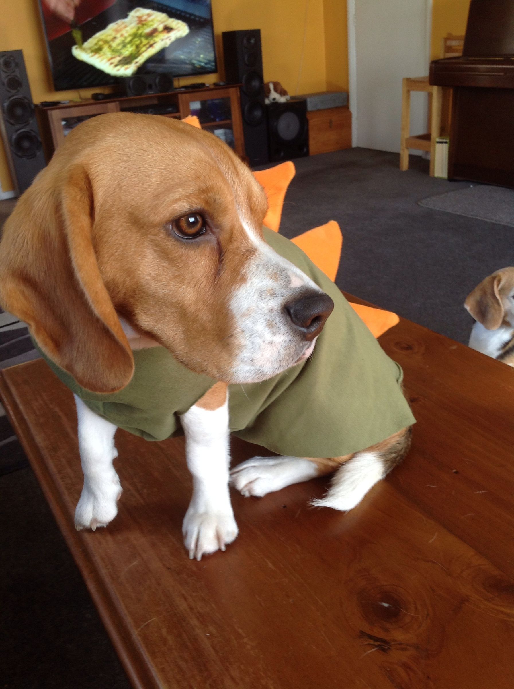 beagle onesie