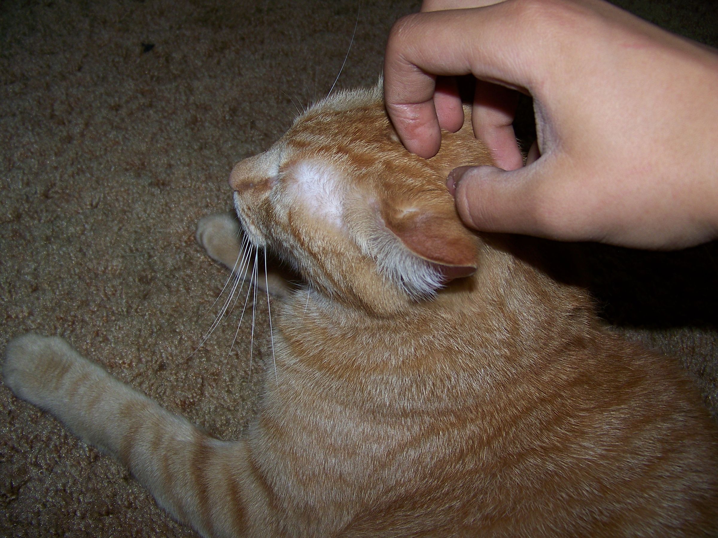 How to Make Your Cat Purr 7 Steps (with Pictures) Instructables