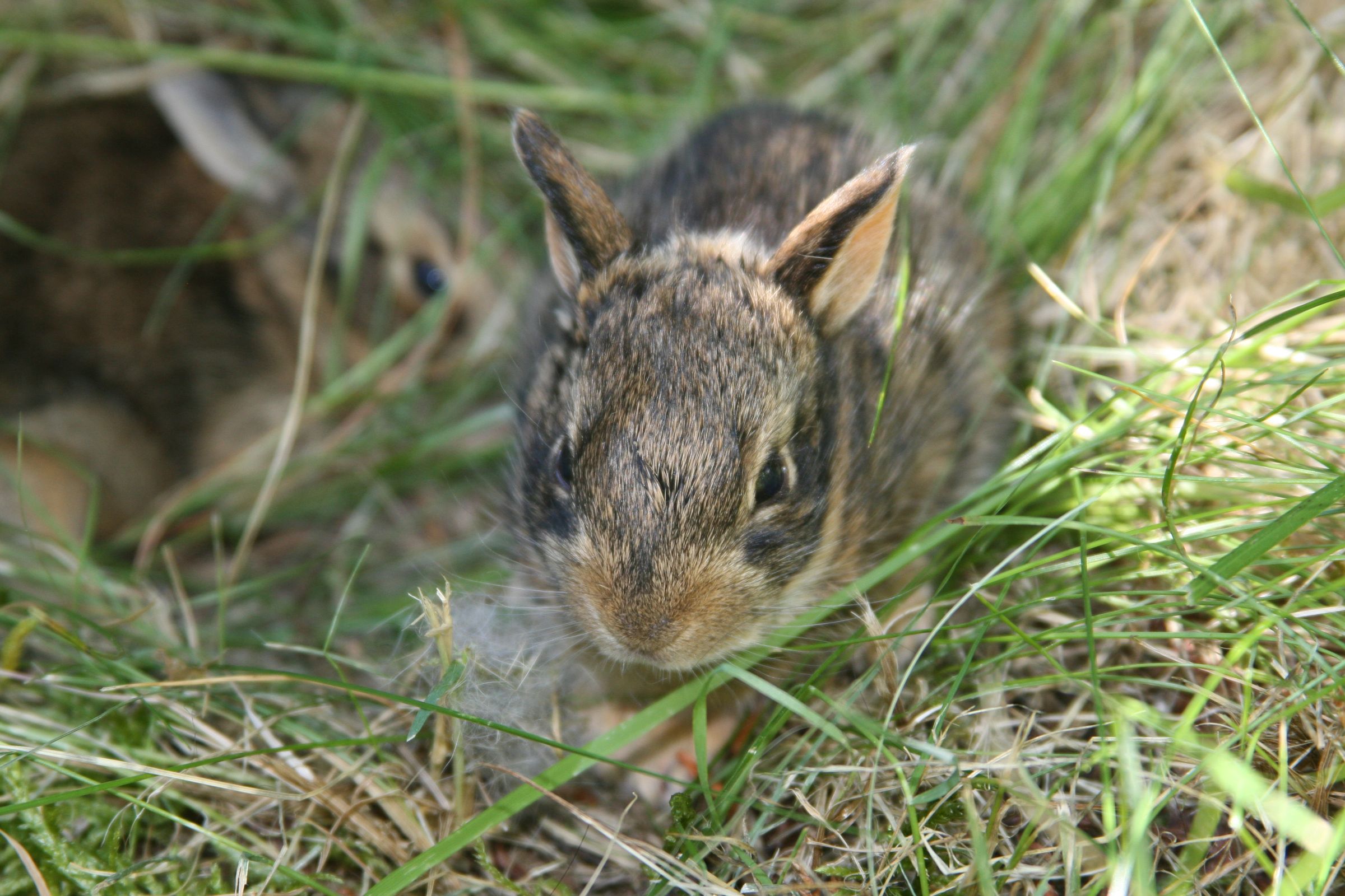 How To Care For A Wild Rabbit Nest 5 Steps With Pictures Instructables