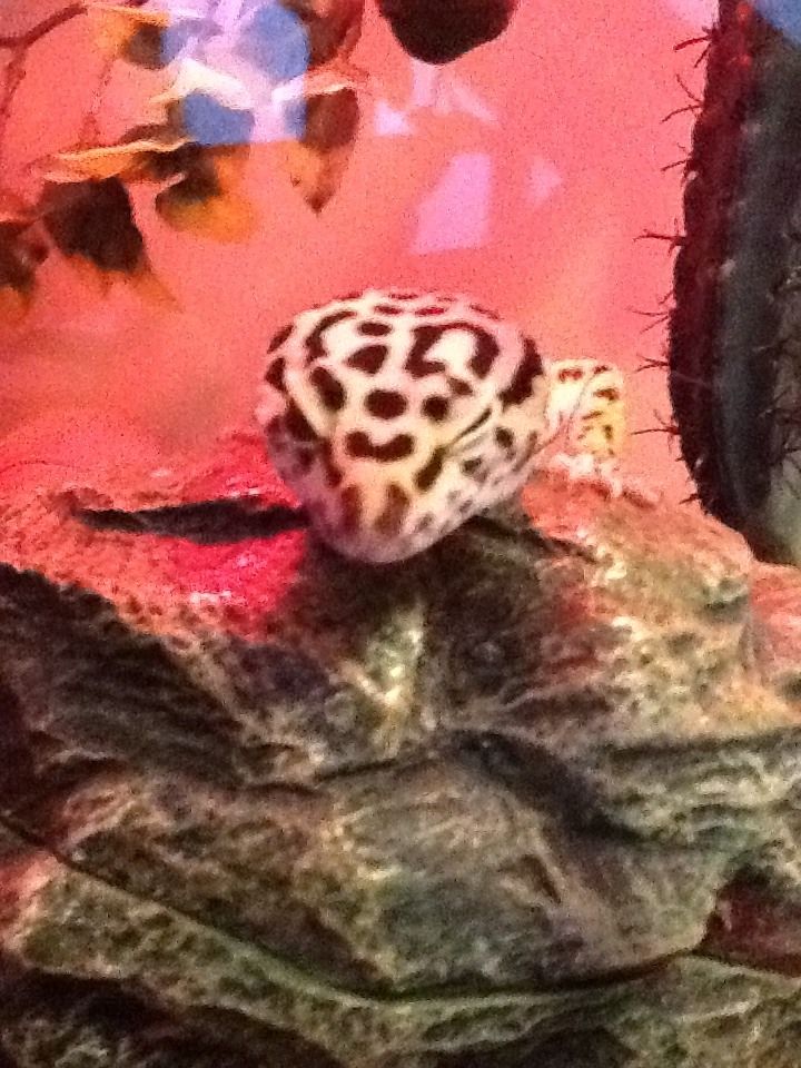 gecko on a leash