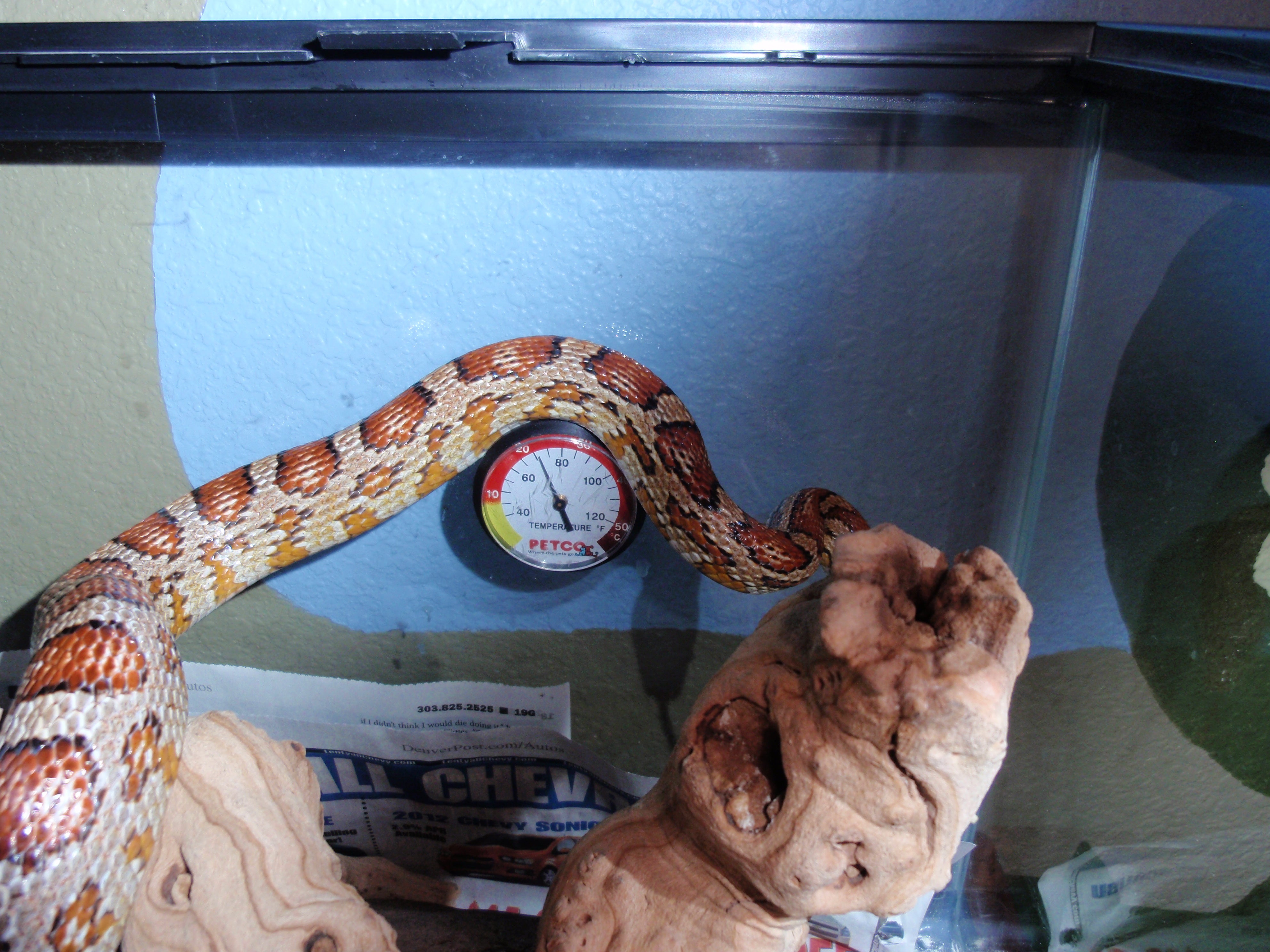 What Does Corn Snake Poop Look Like Snake Poin