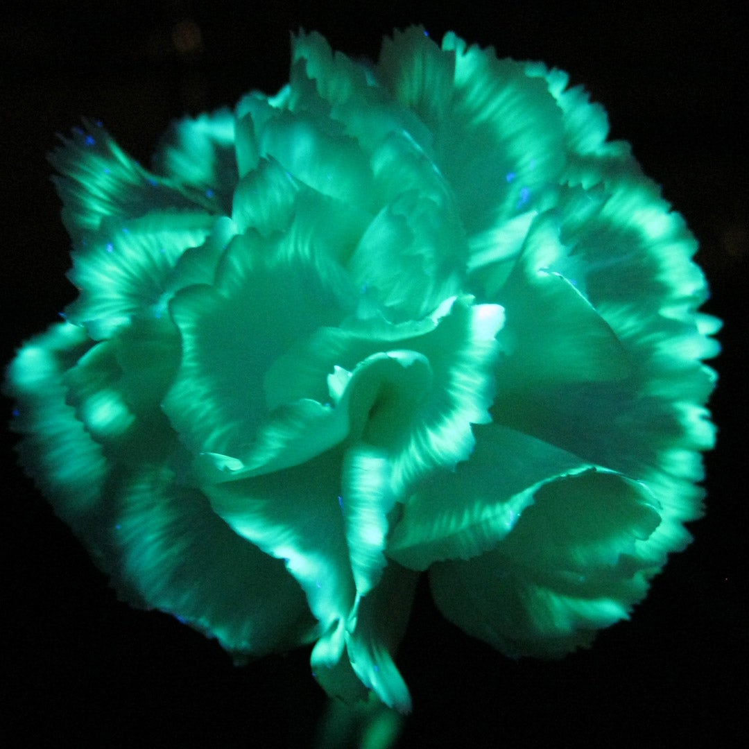 Make Flowers Glow in the Dark With Highlighter Fluid and UV Light (with