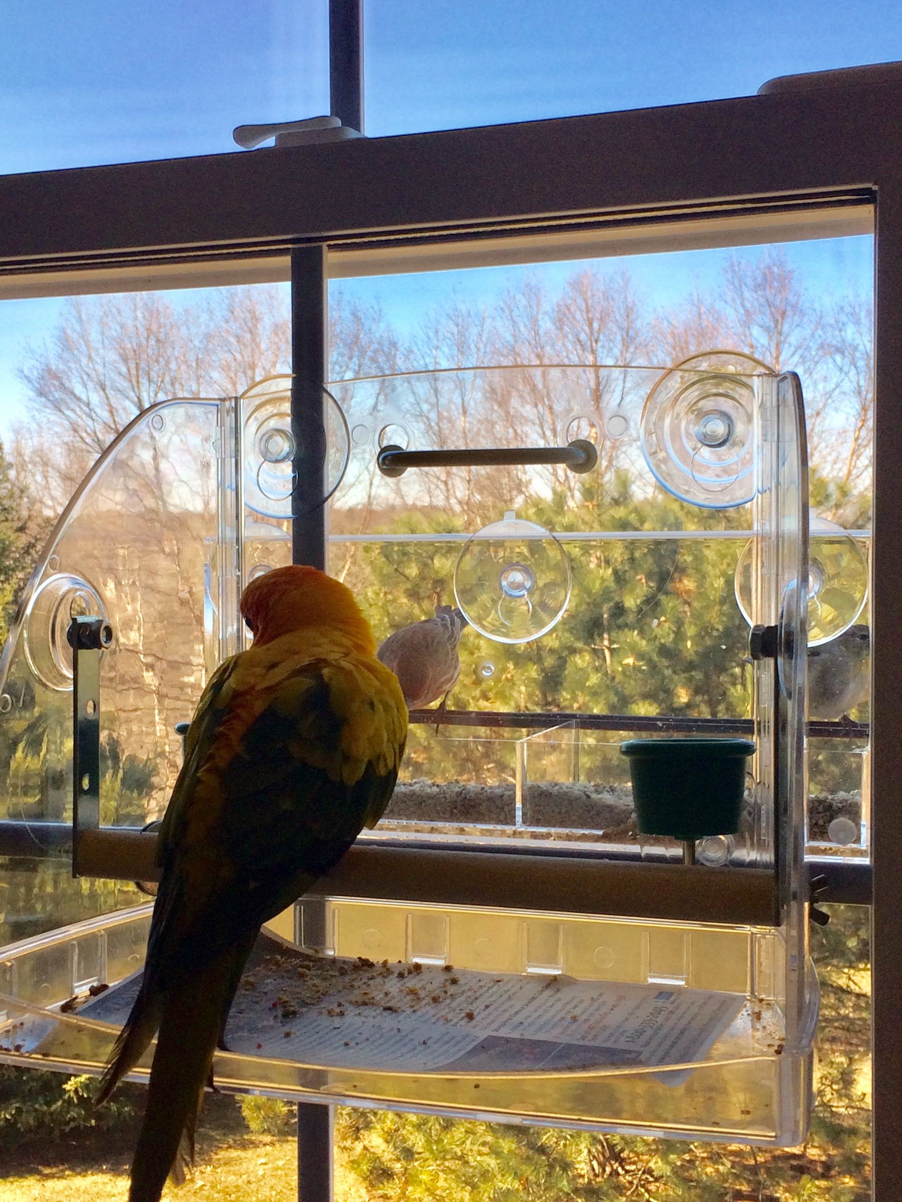 Bird Window Play Center Perch Modification for Larger Bird Instructables