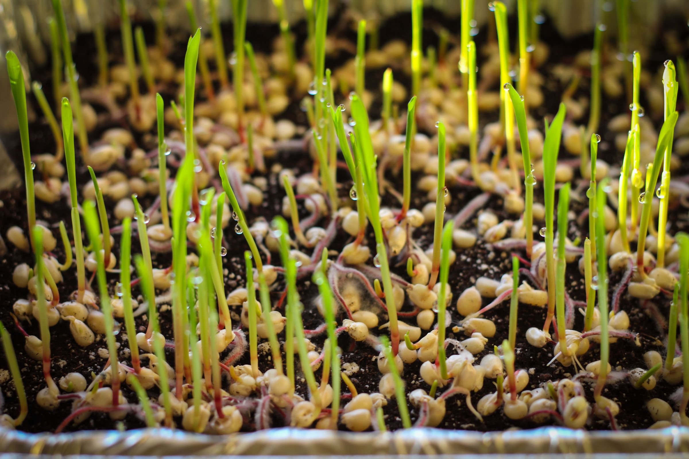 How to Grow Popcorn Shoots 9 Steps (with Pictures) Instructables