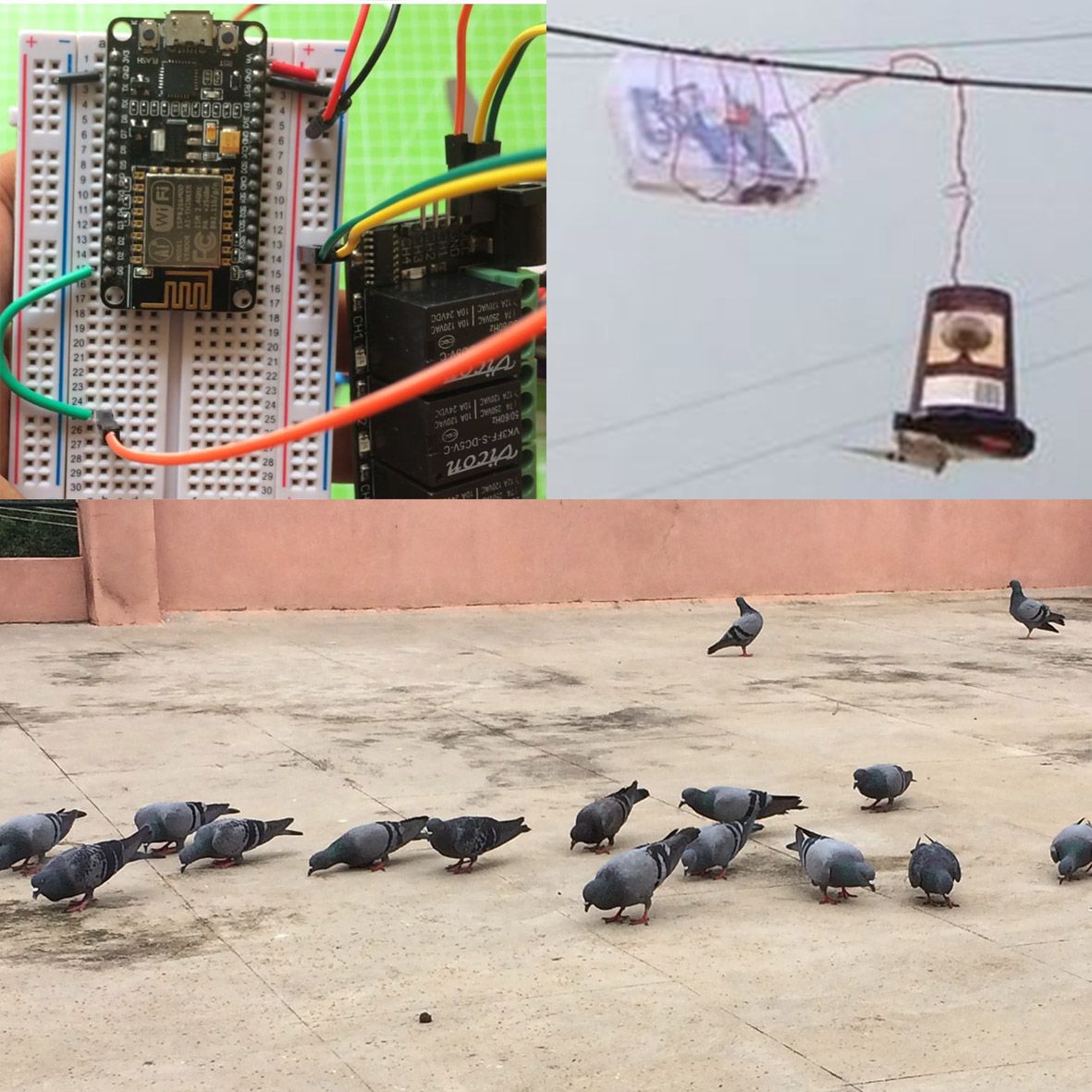 automatic pigeon feeder