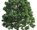 View the Solar Eclipse Using... a Tree?