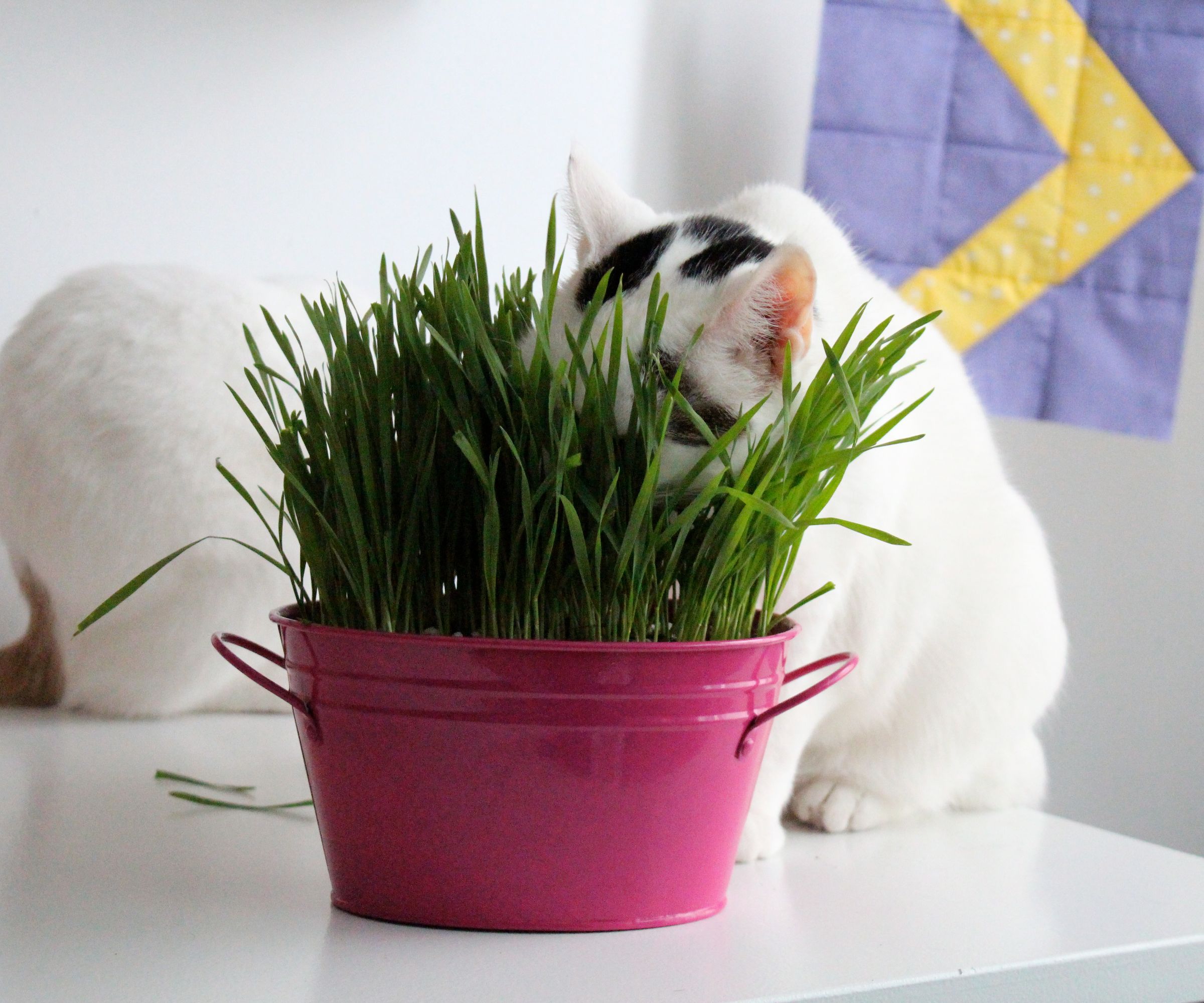 How to Grow Cat Grass 5 Steps (with Pictures) Instructables
