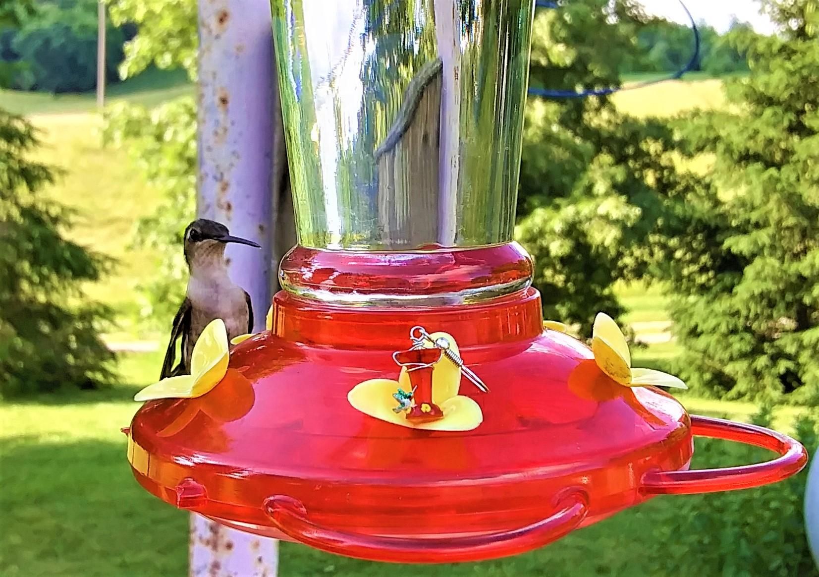 Mini Hummingbird Feeder Earrings 10 Steps (with Pictures) Instructables