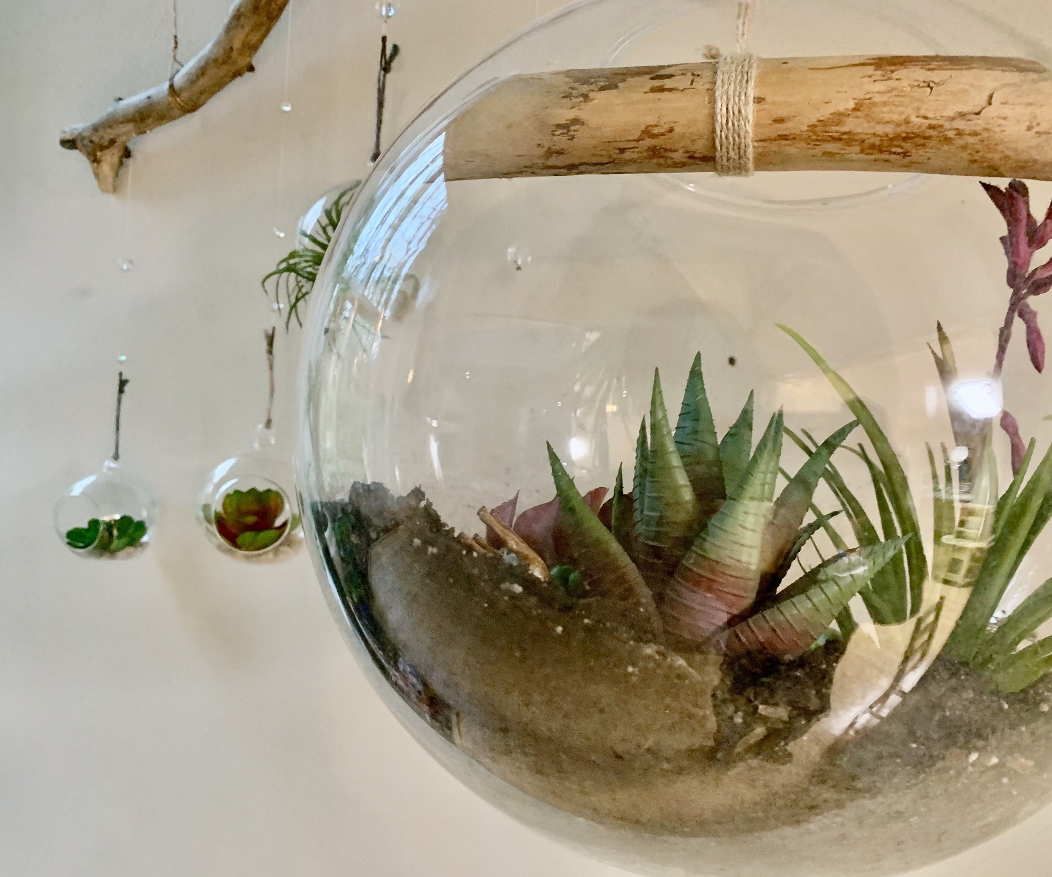 Air Plant Terrarium, Natural Hanging Display 8 Steps (with Pictures