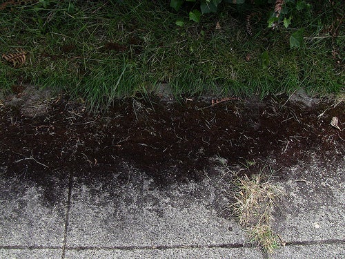 Remove Moss From Cement Without Chemicals Or A Pressure Washer 4 Steps Instructables