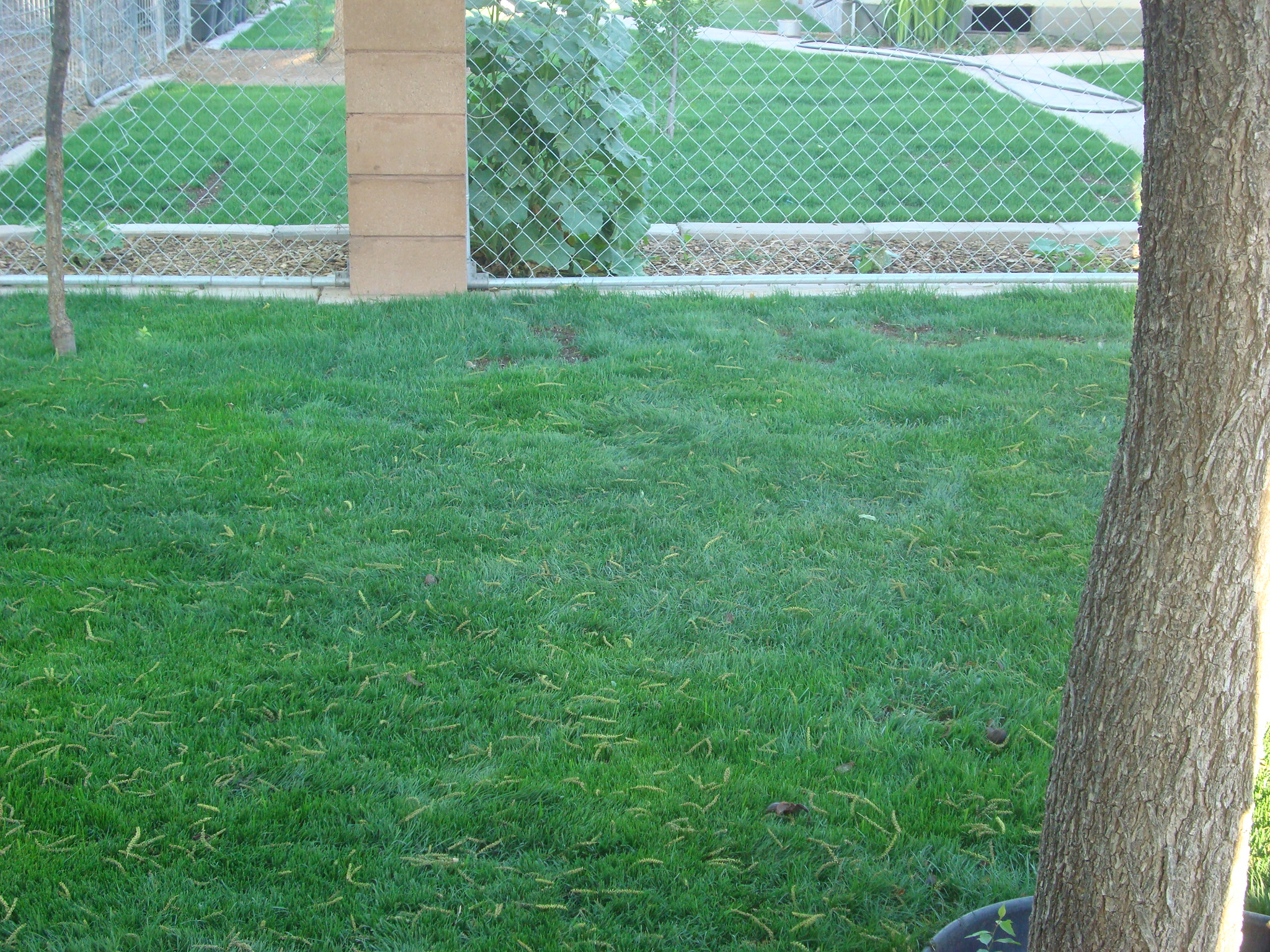 How To Plant Water Saver Rtf Grass Seed 13 Steps With Pictures Instructables