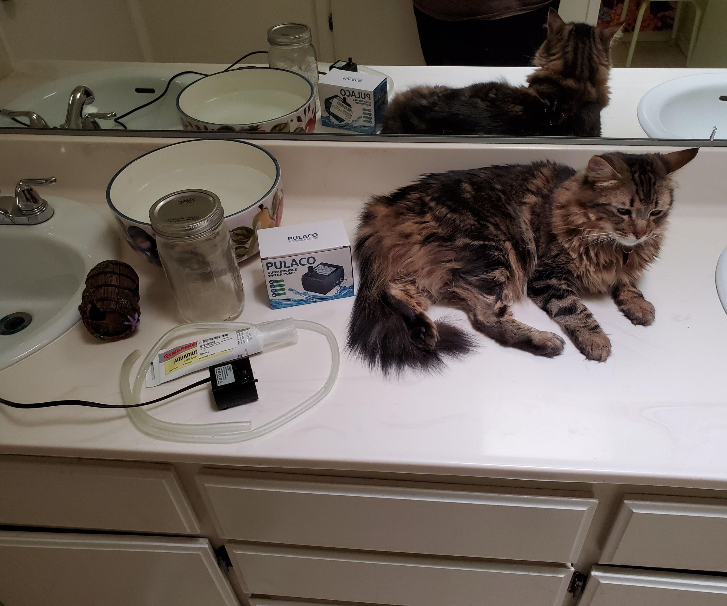 cat sink fountain