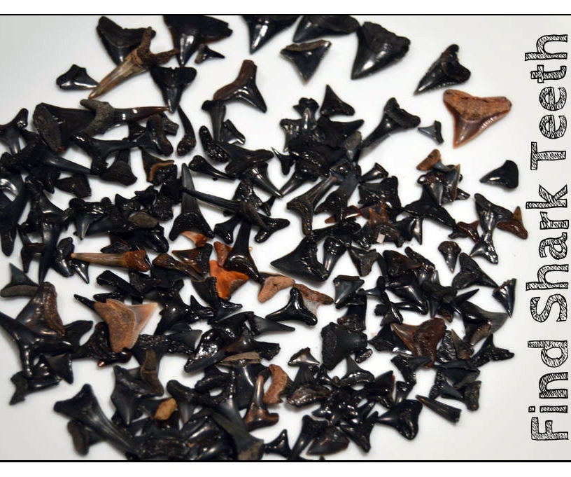 how-to-find-shark-teeth-10-steps-with-pictures-instructables