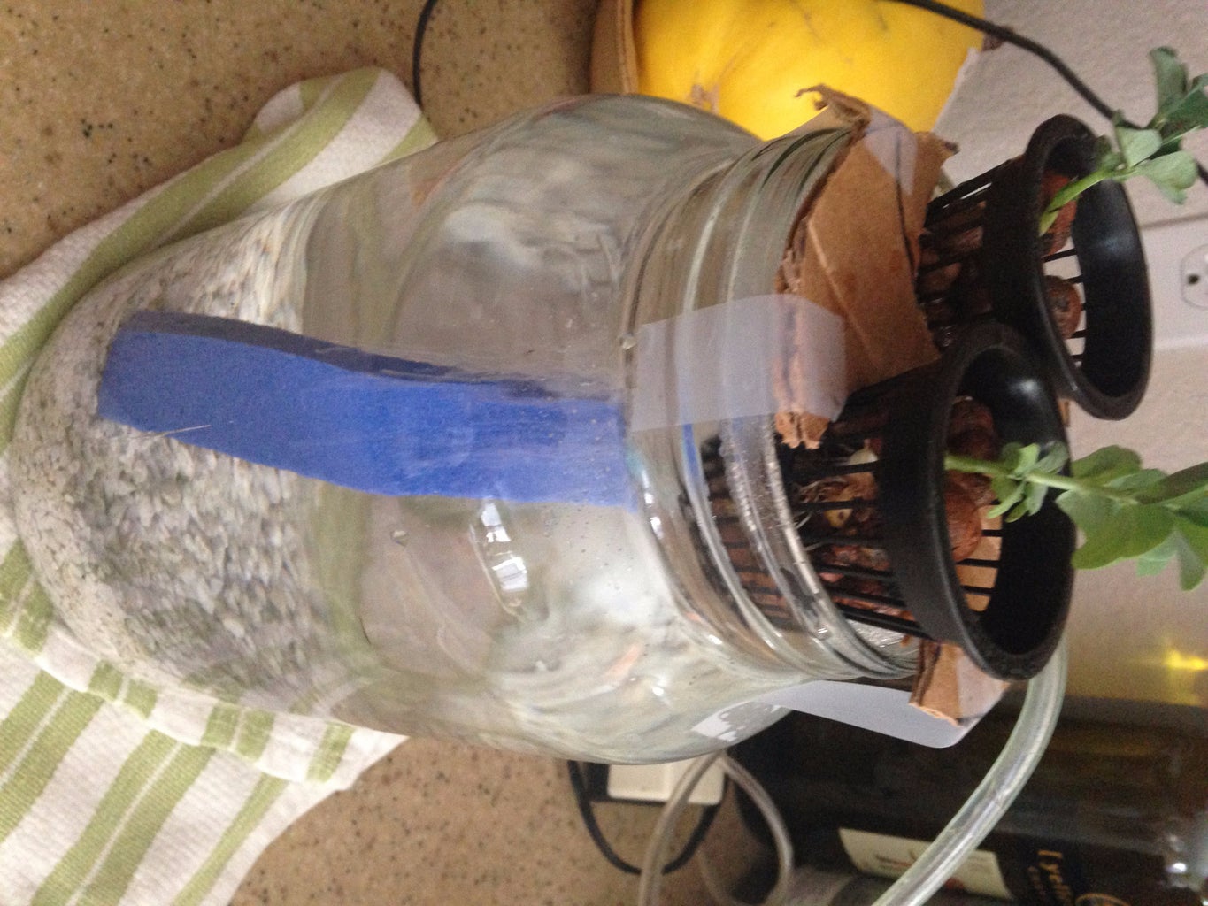 Mason Jar Aquaponics 5 Steps Instructables Mason Jar Aquaponics 5 Steps Instructables