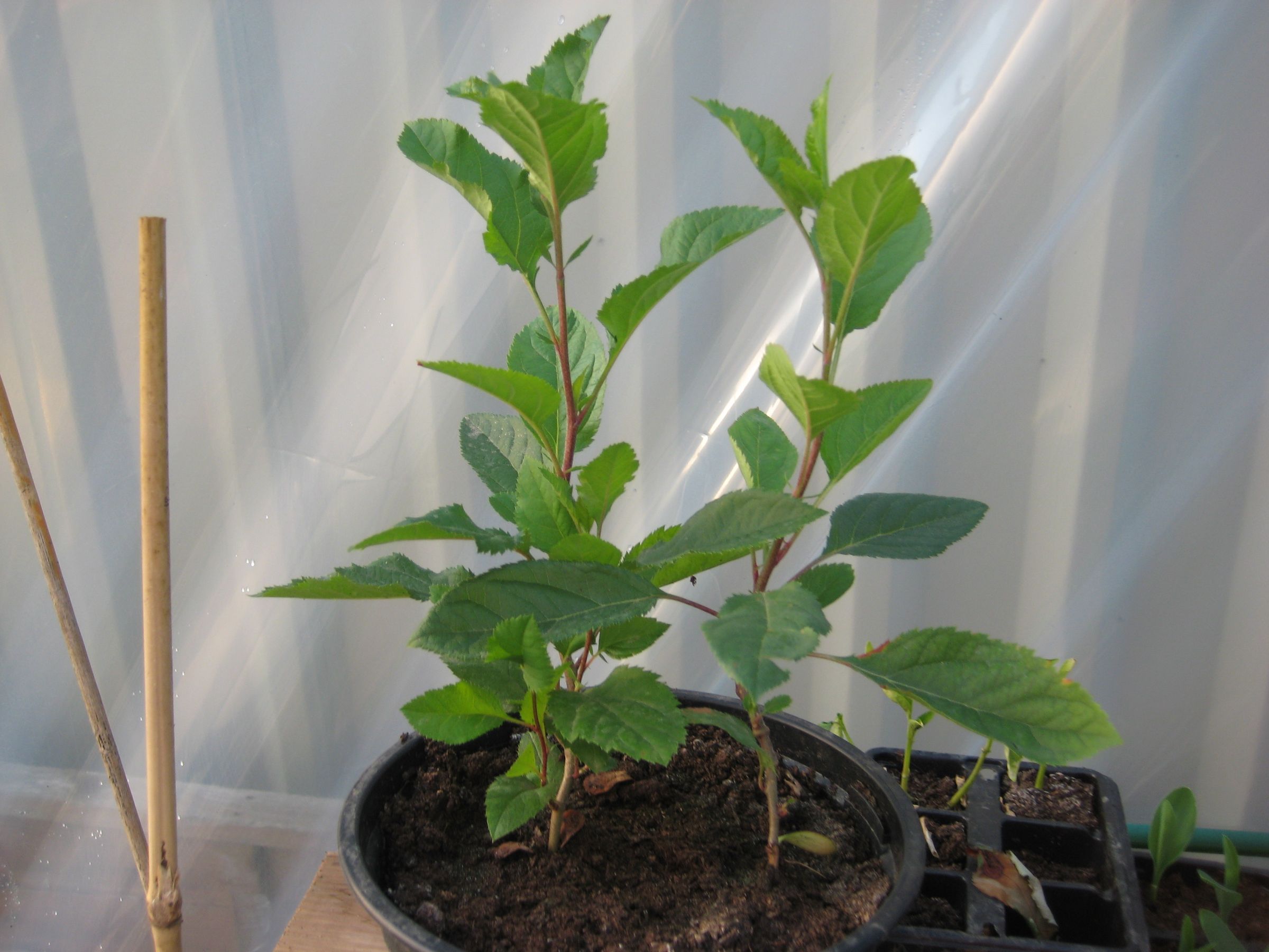 Growing Apple Trees From Seed. 7 Steps Instructables