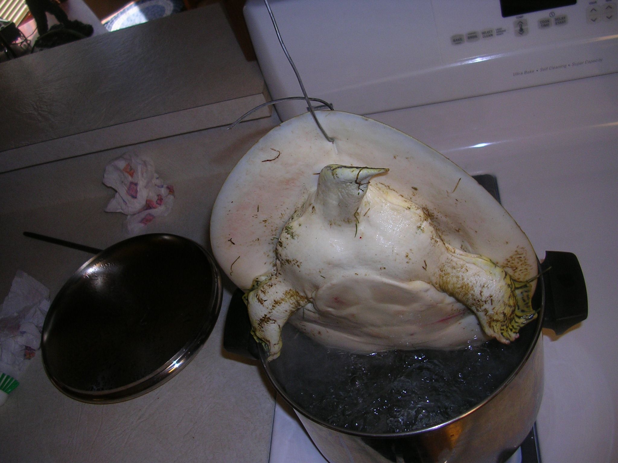 How to Clean a Turtle 4 Steps Instructables