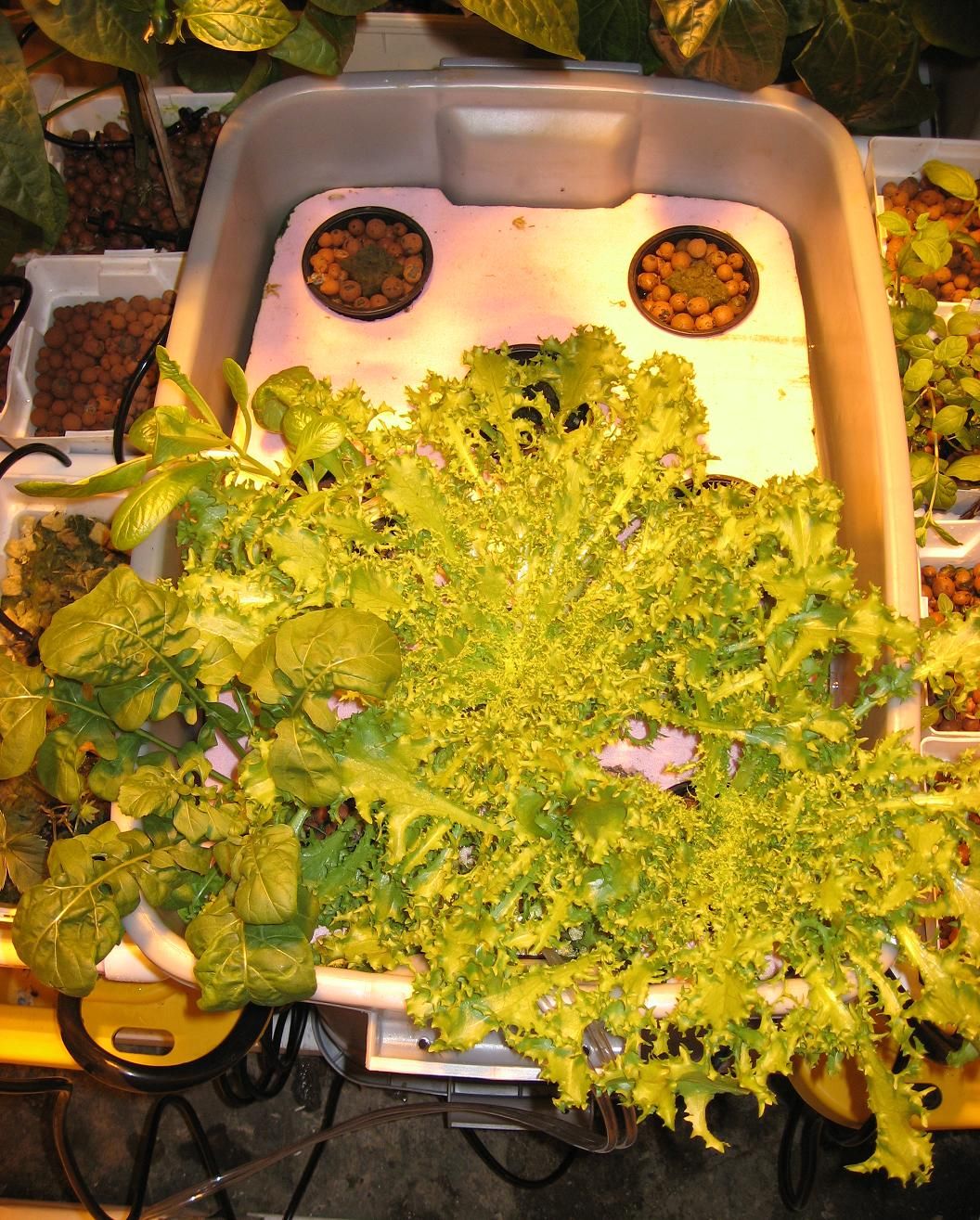 Hydroponic Drip Garden for Vegetables, Herbs or Flowers 16 Steps