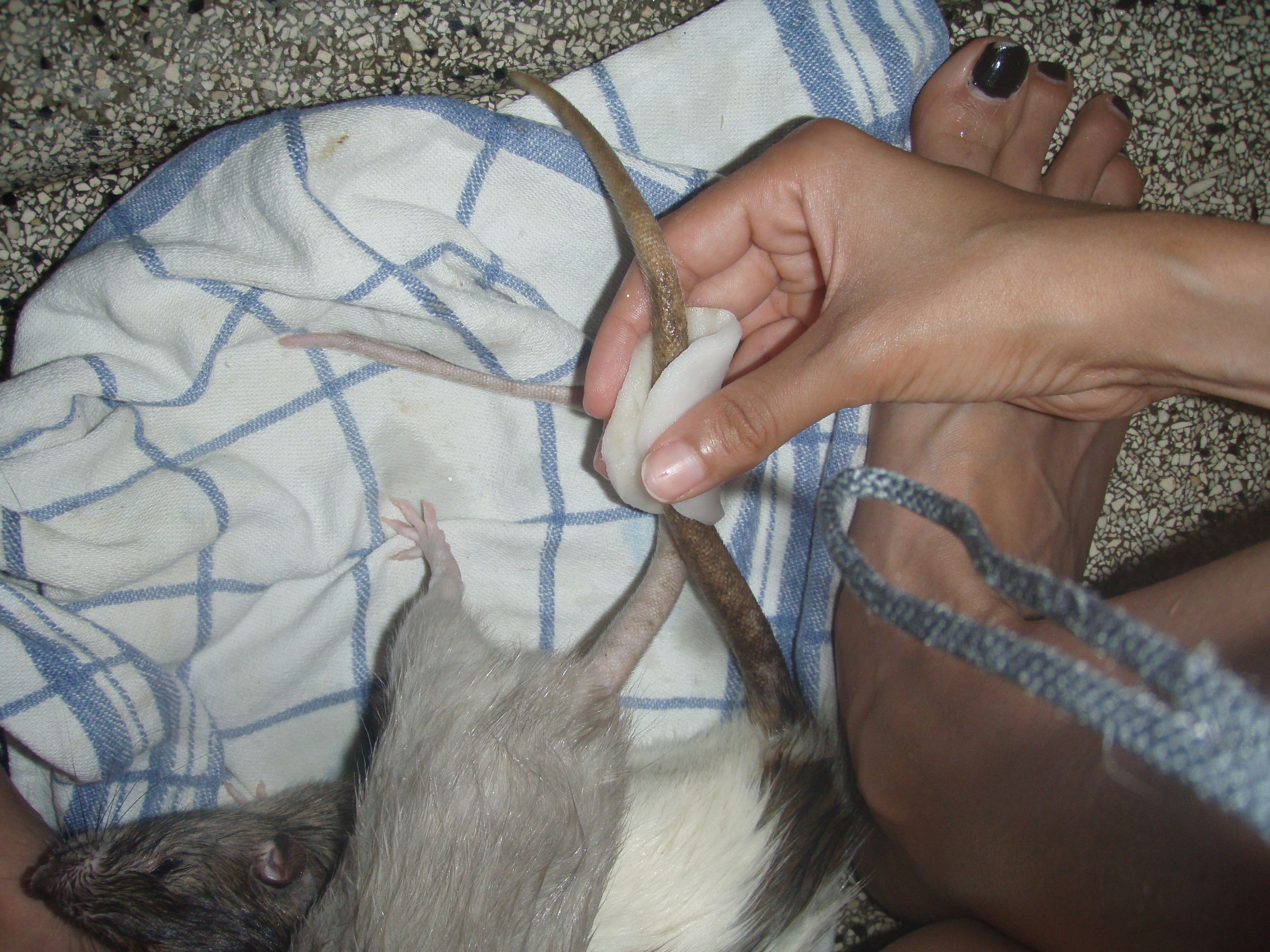 How to Bathe a Rat, THE NICE, NO FUSS WAY 5 Steps Instructables