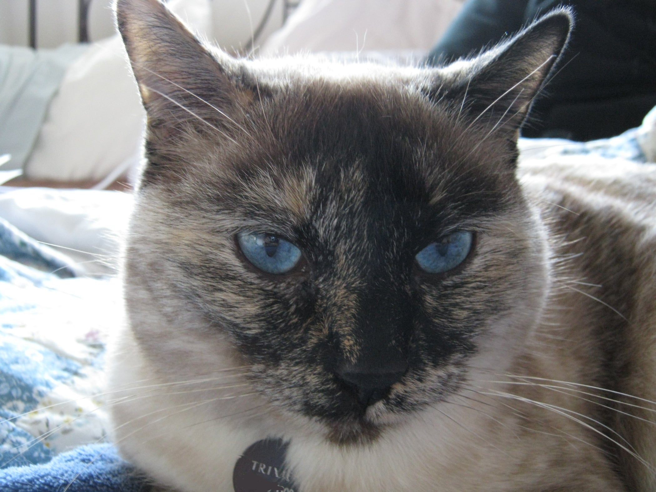 Duct Tape Cat Scratching Board 4 Steps Instructables