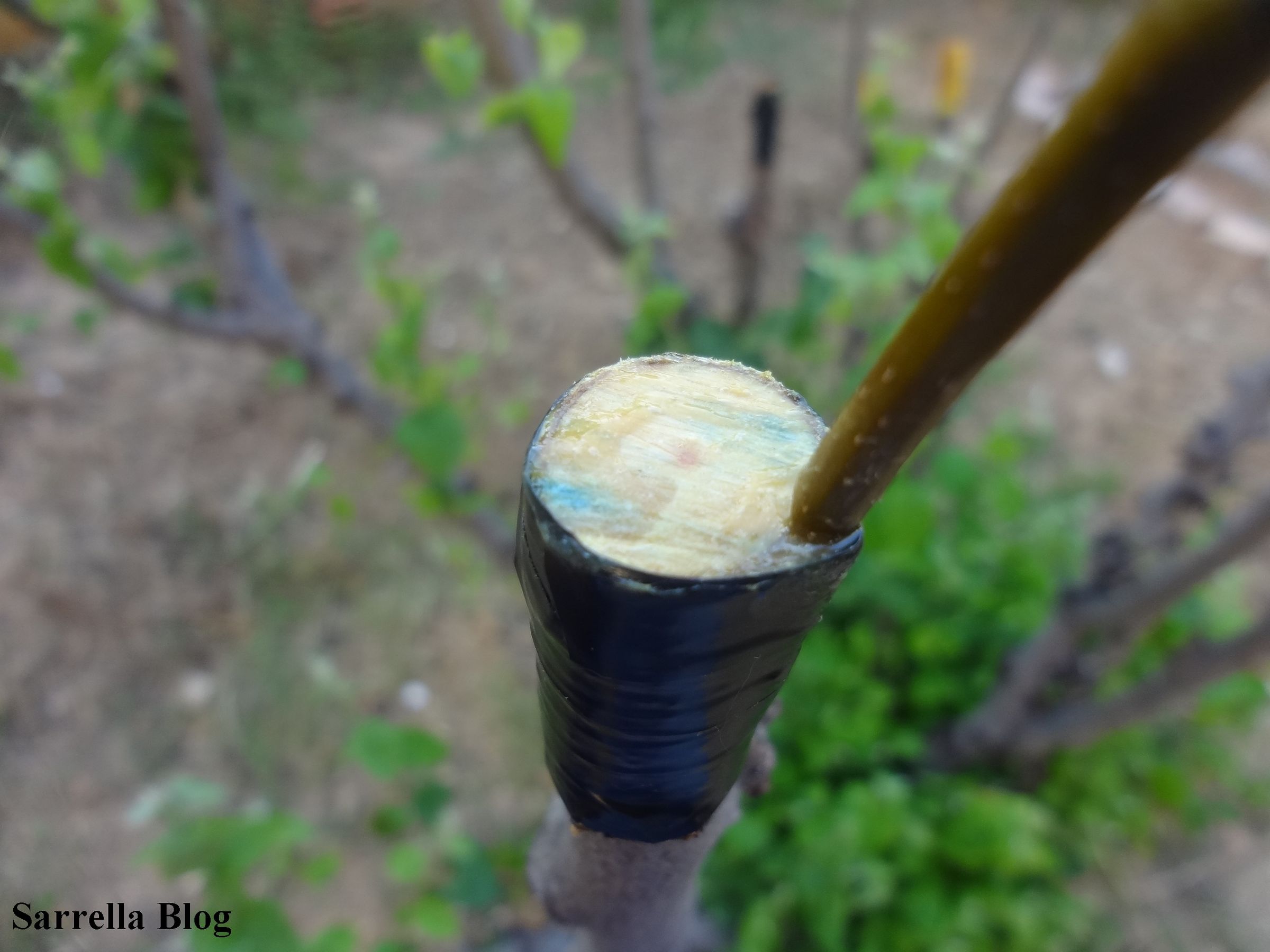 Grafting a Pear Scion to a Quince Tree 14 Steps (with Pictures