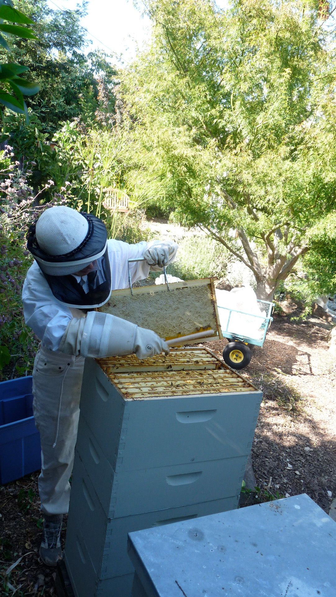 Extracting Honey 8 Steps (with Pictures) Instructables
