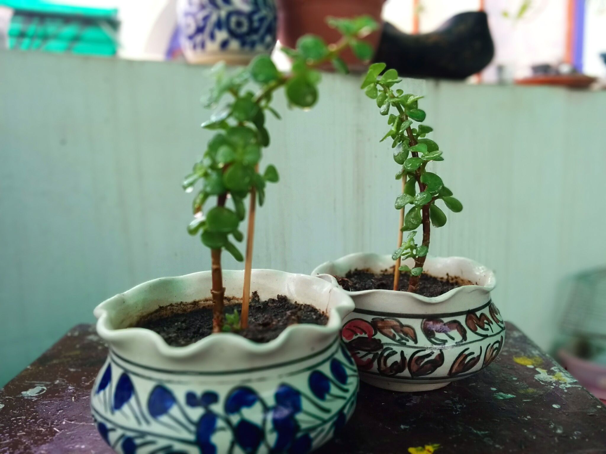 Grow Magnificent Jade Plant in Hanging Basket Easily 5 Steps (with