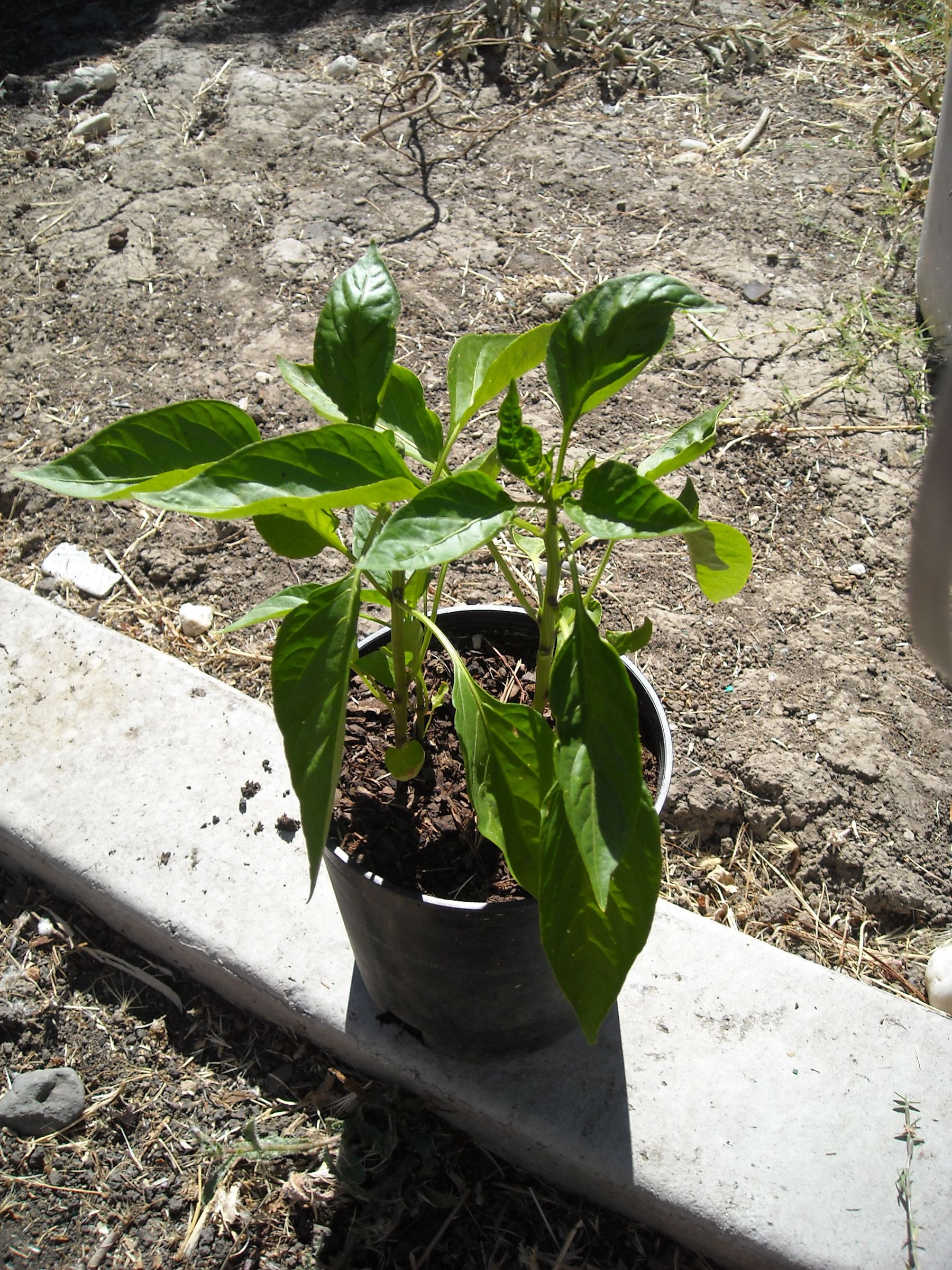 How to Grow Peppers! Propagating Peppers! 10 Steps (with Pictures