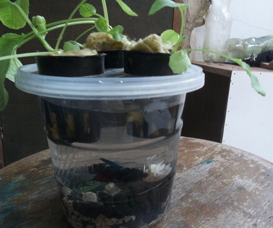 Hydroponic Aquarium | Indoor Hydroponic Gardening : 6 Steps (with