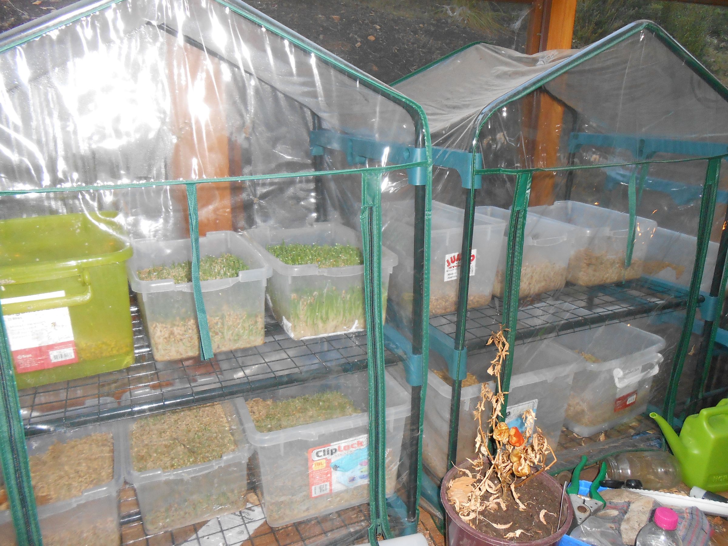 Growing Your Own Rabbit Feed Instructables