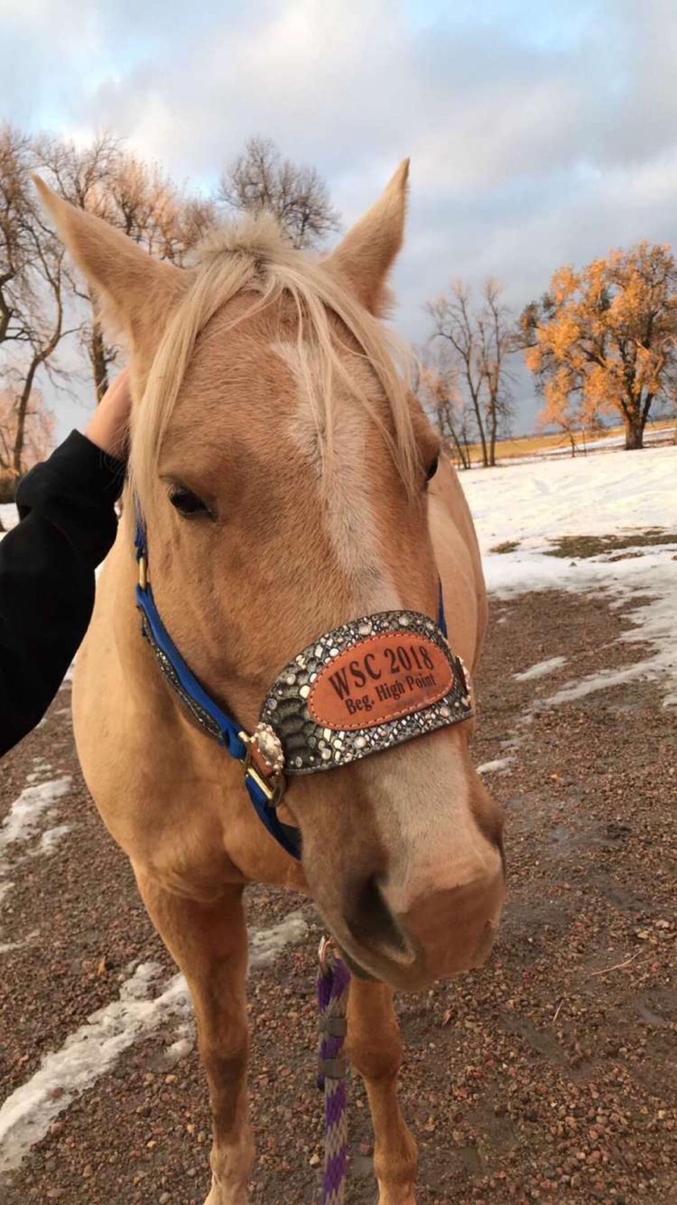 How to Properly Halter a Horse Introduction 5 Steps (with Pictures