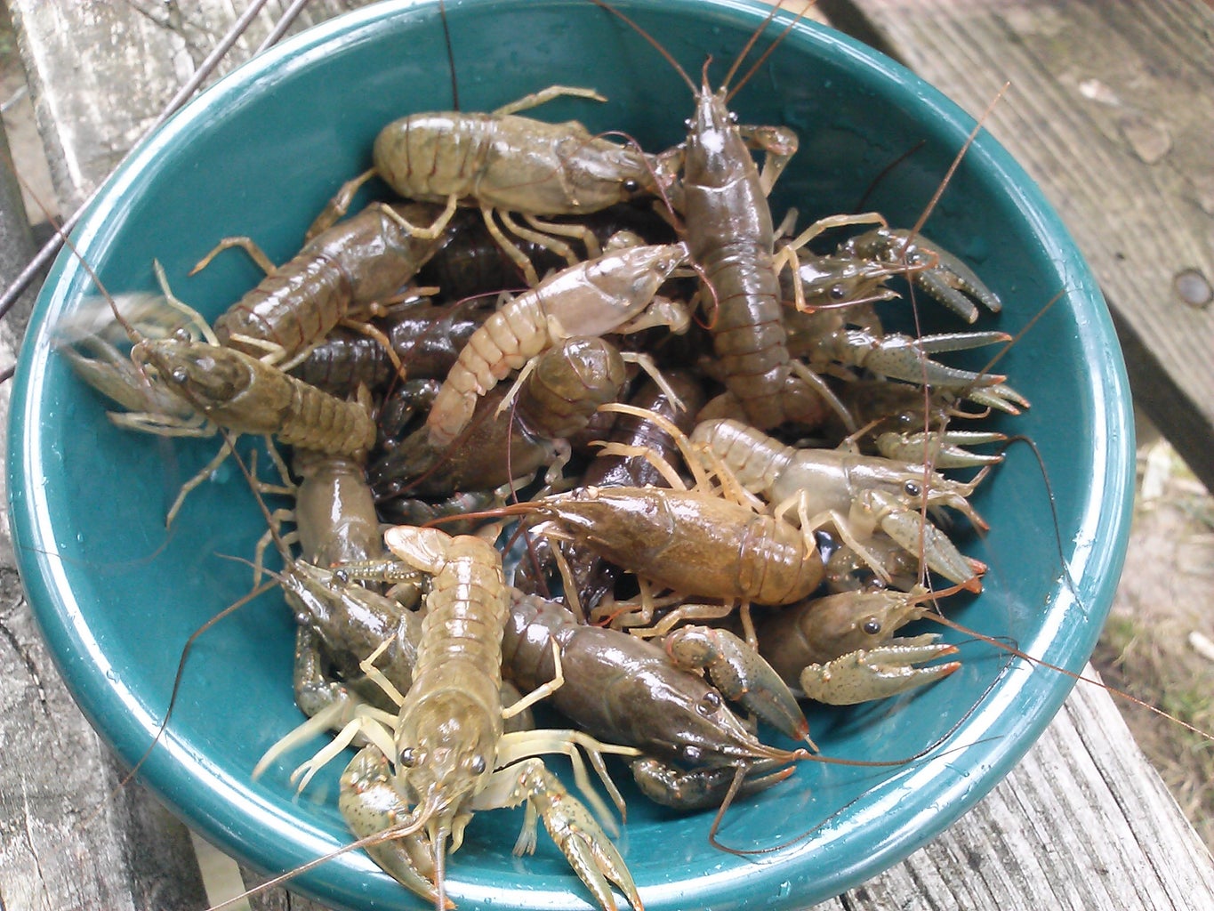 Boiling Fresh Crayfish - A Timeless Tradition : 4 Steps (With Pictures) -  Instructables