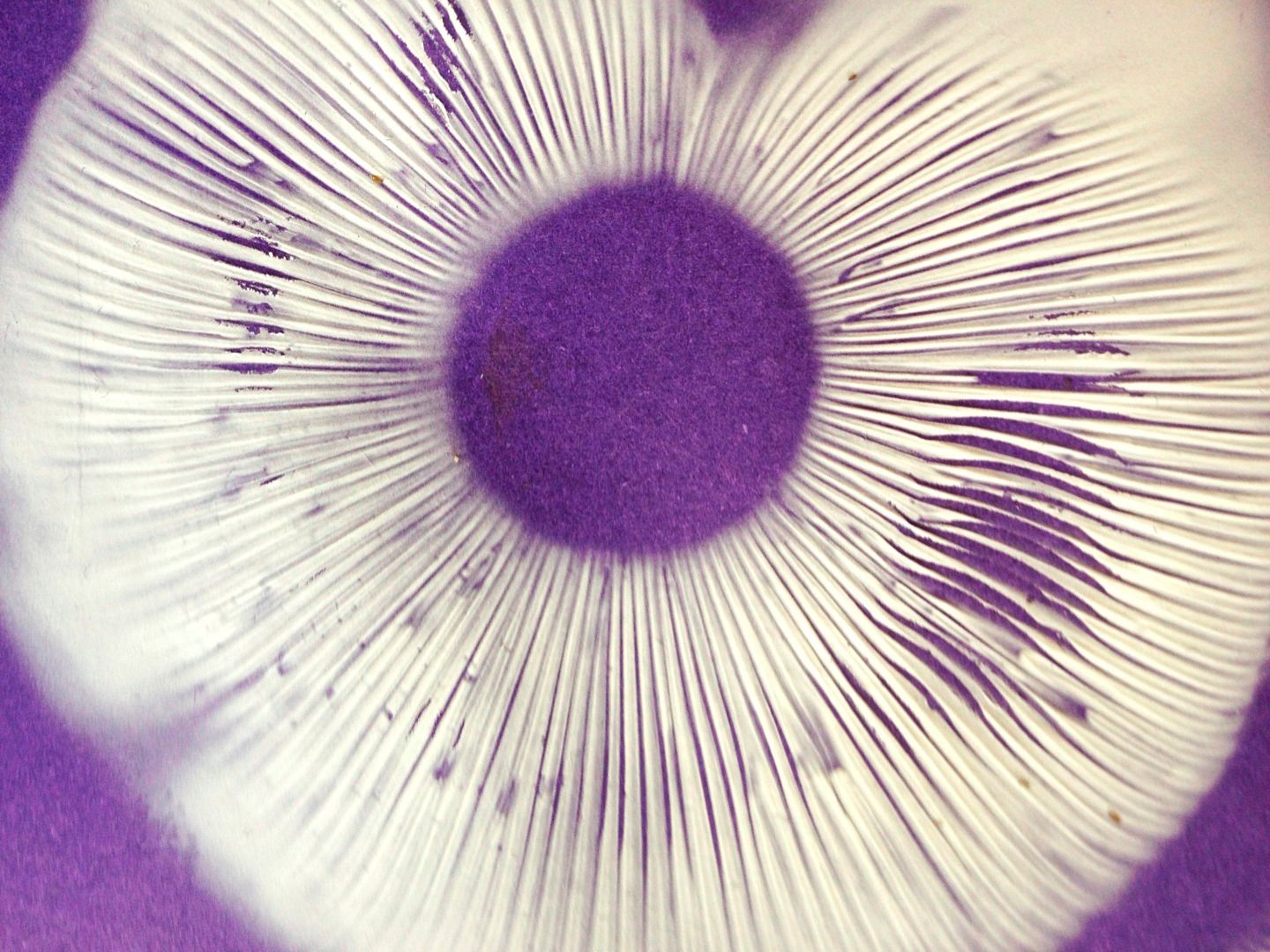 Mushroom Spore Prints 5 Steps (with Pictures) Instructables