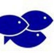 memfish