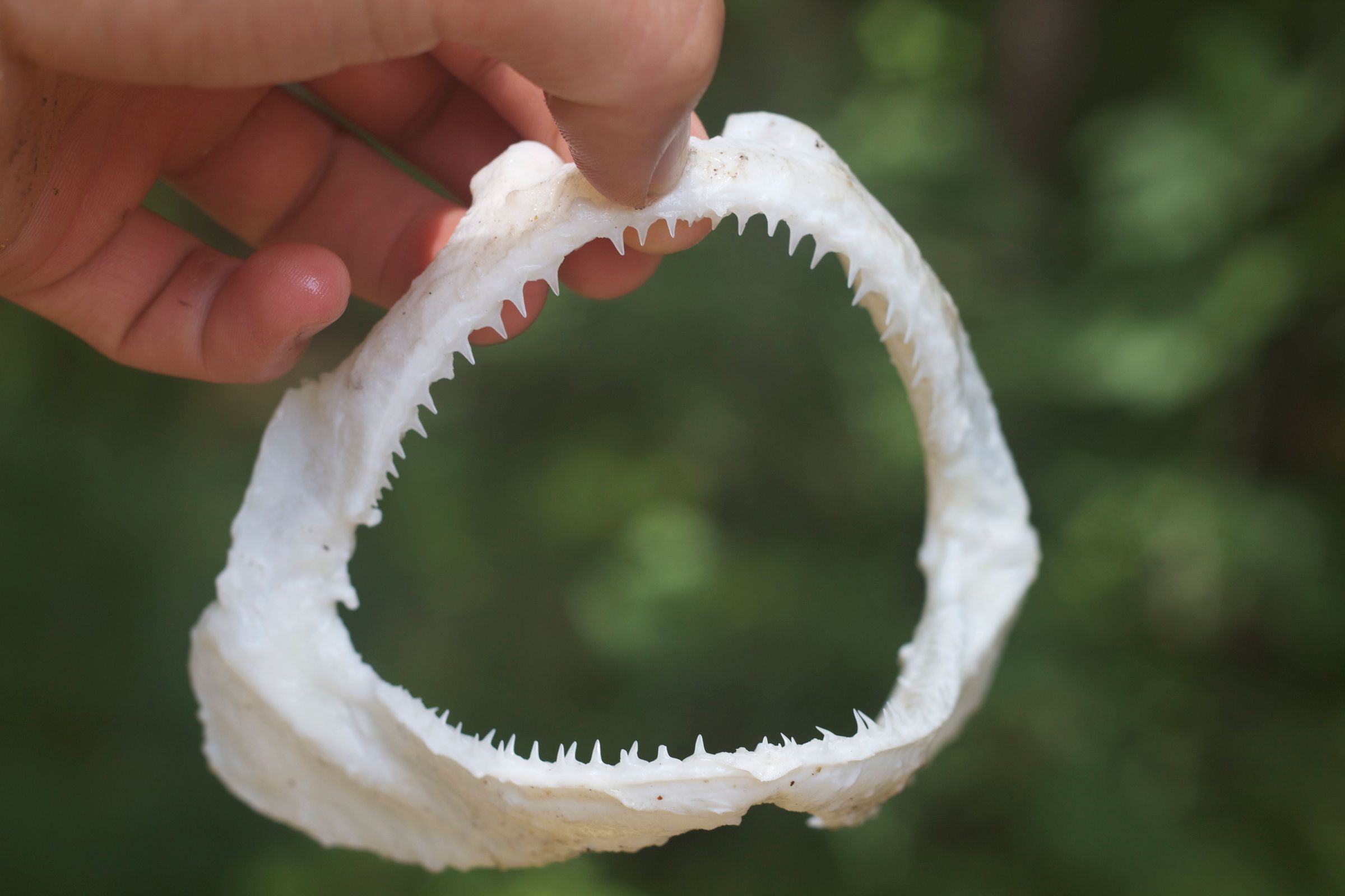 Preserving Shark Jaws and Skin From Start to Finish 9 Steps (with