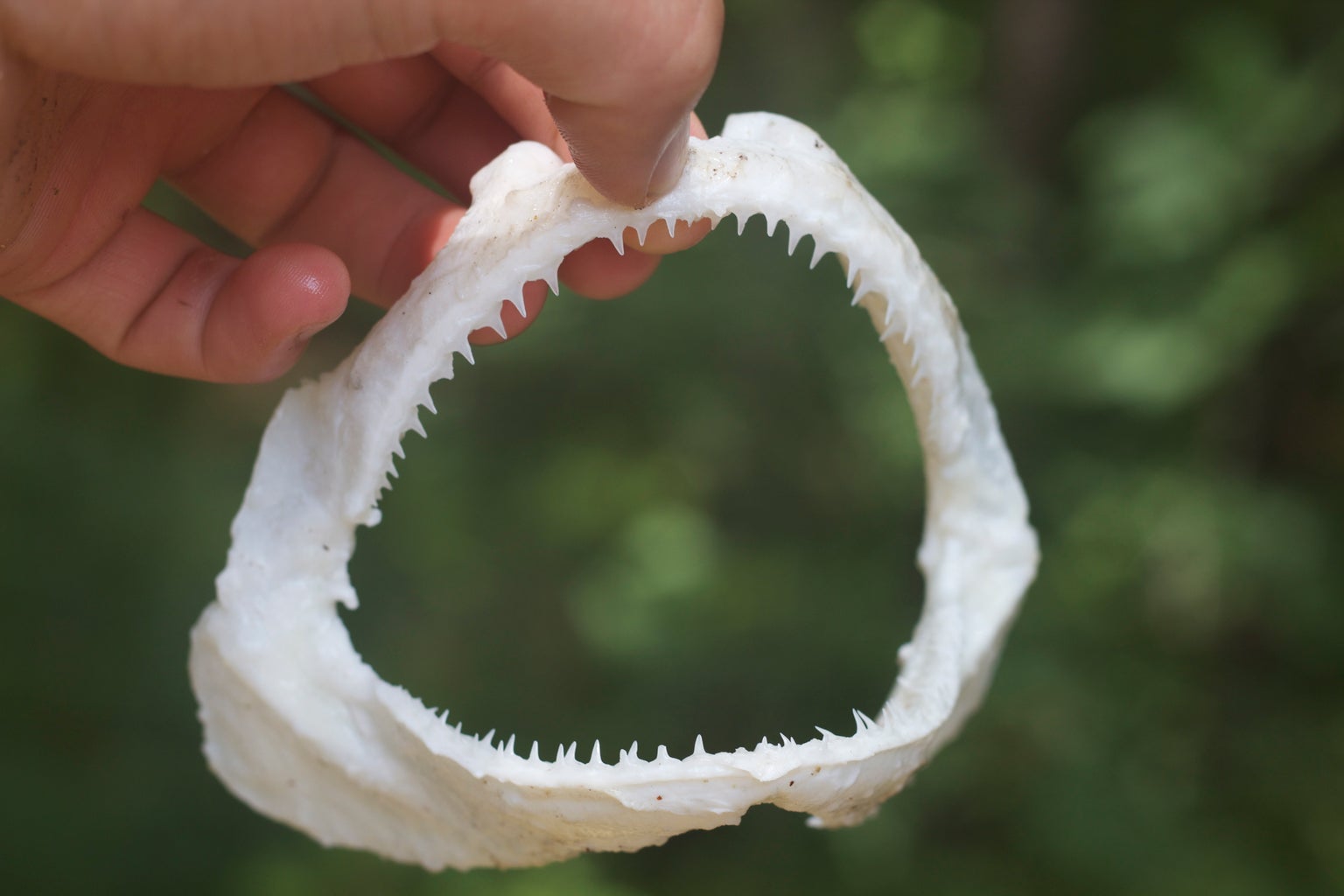 Preserving Shark Jaws And Skin From Start To Finish : 9 Steps (With  Pictures) - Instructables