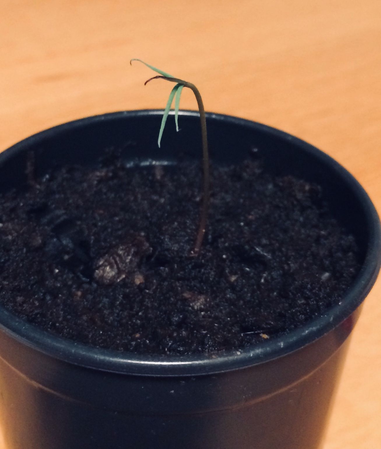 Grow Your Own Giant Sequoia Tree 6 Steps (with Pictures) Instructables