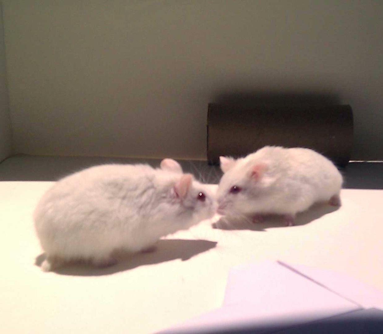 foster hamsters near me