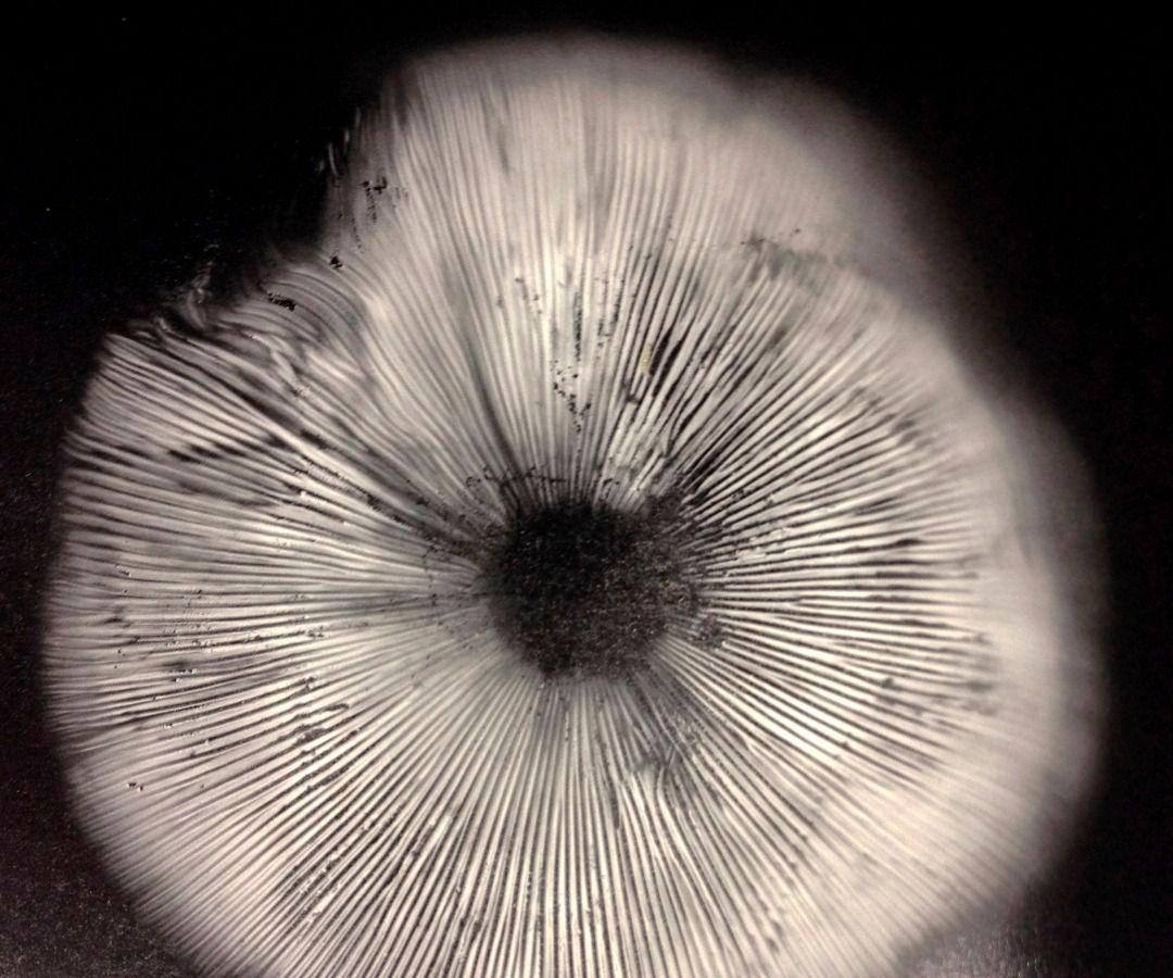 Mushroom Spore Prints 5 Steps (with Pictures) Instructables