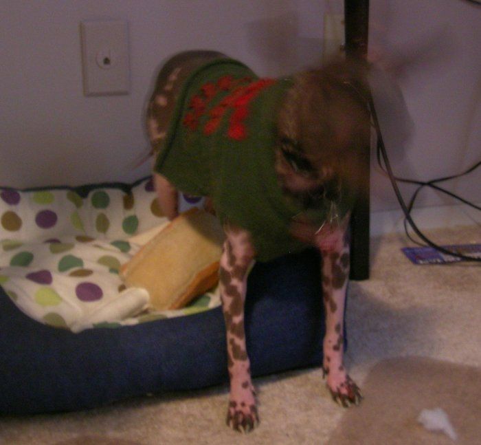 hairless dog skin care