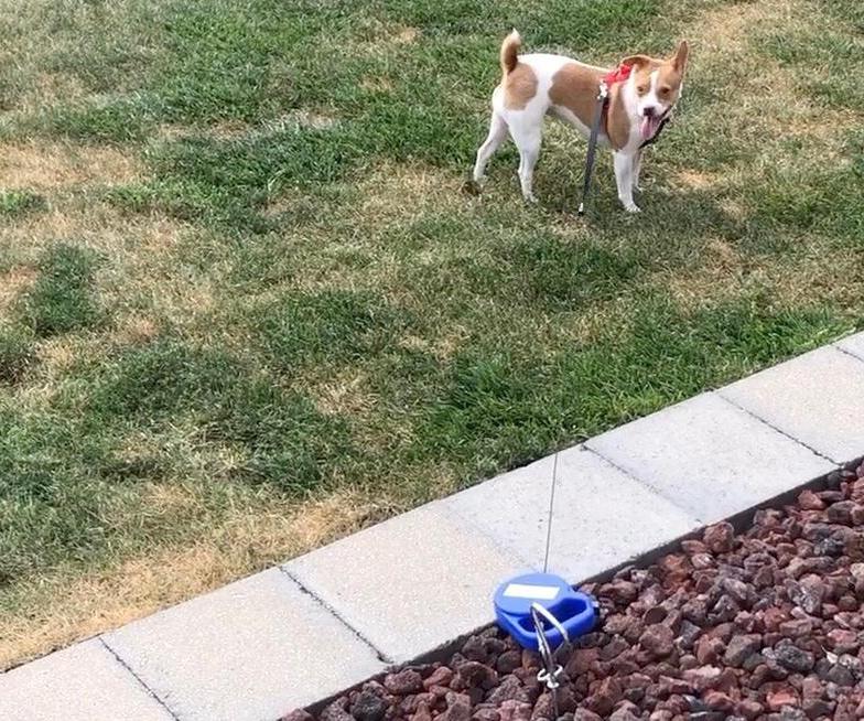 Retractable Dog Tieout 4 Steps (with Pictures) Instructables