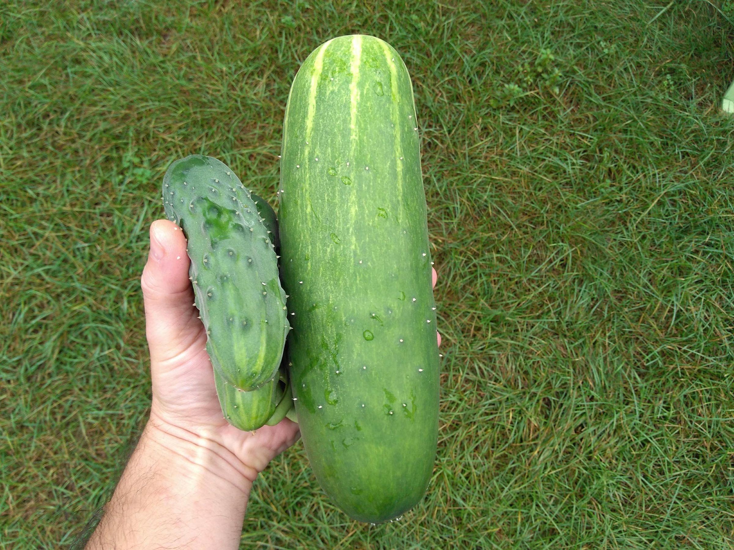 Bucket Pickles 5 Steps (with Pictures) Instructables