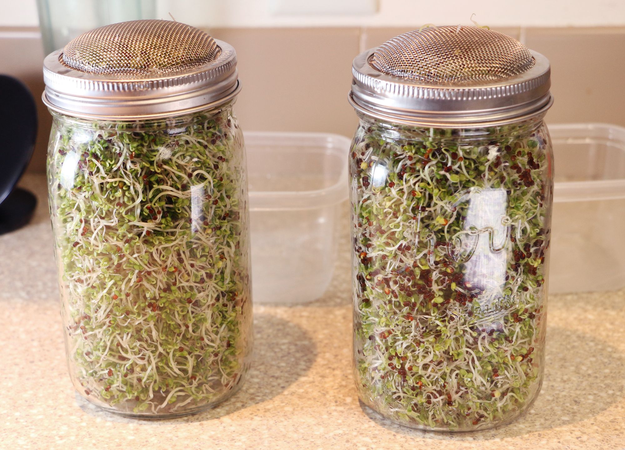 How to Grow Broccoli Sprouts in a Jar 6 Steps (with Pictures