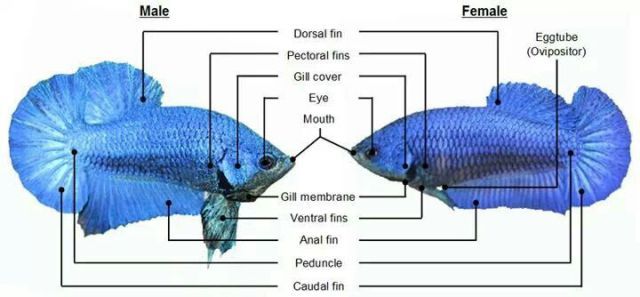 betta fish breading