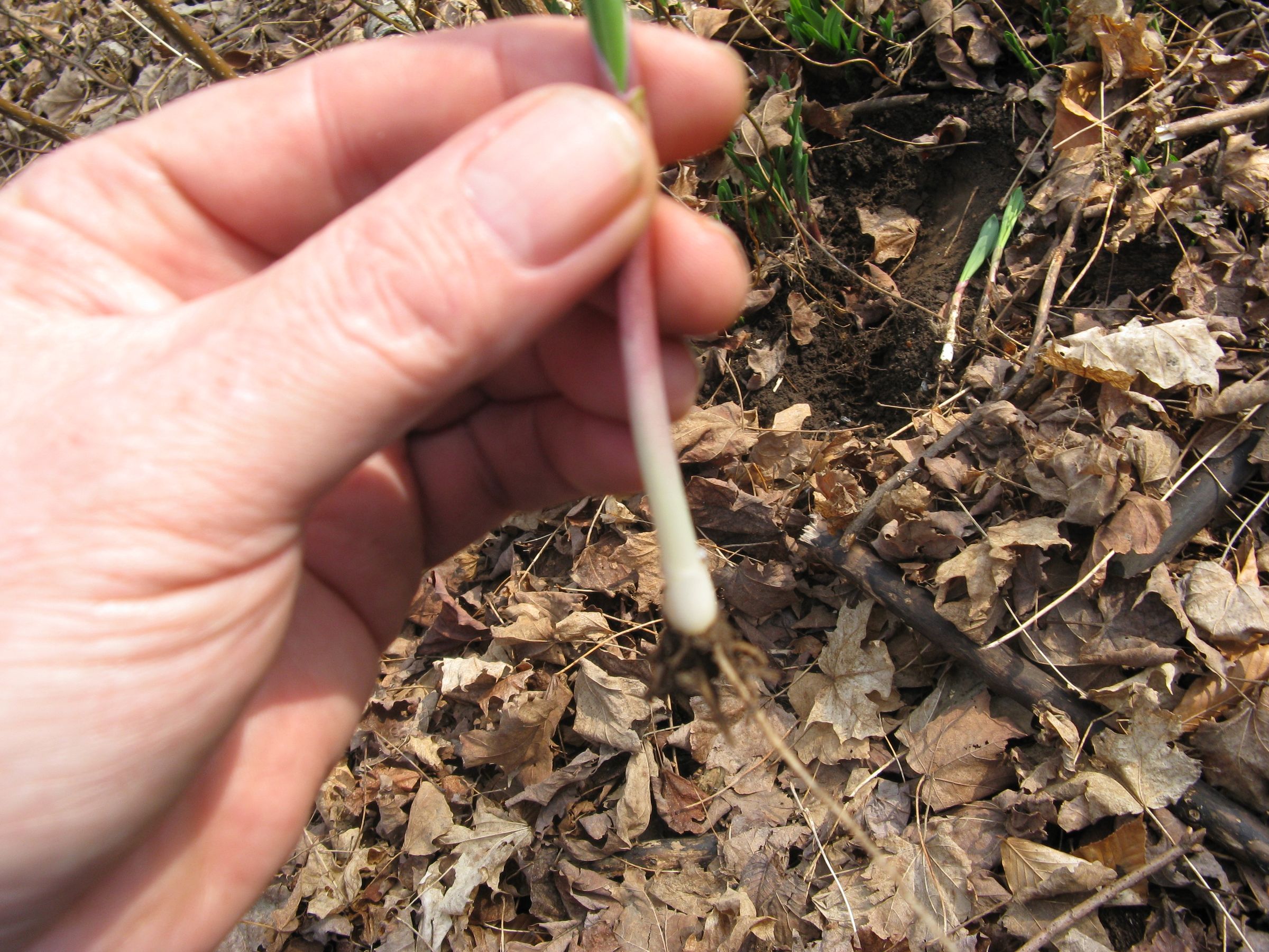 Wild Leeks 6 Steps (with Pictures) Instructables