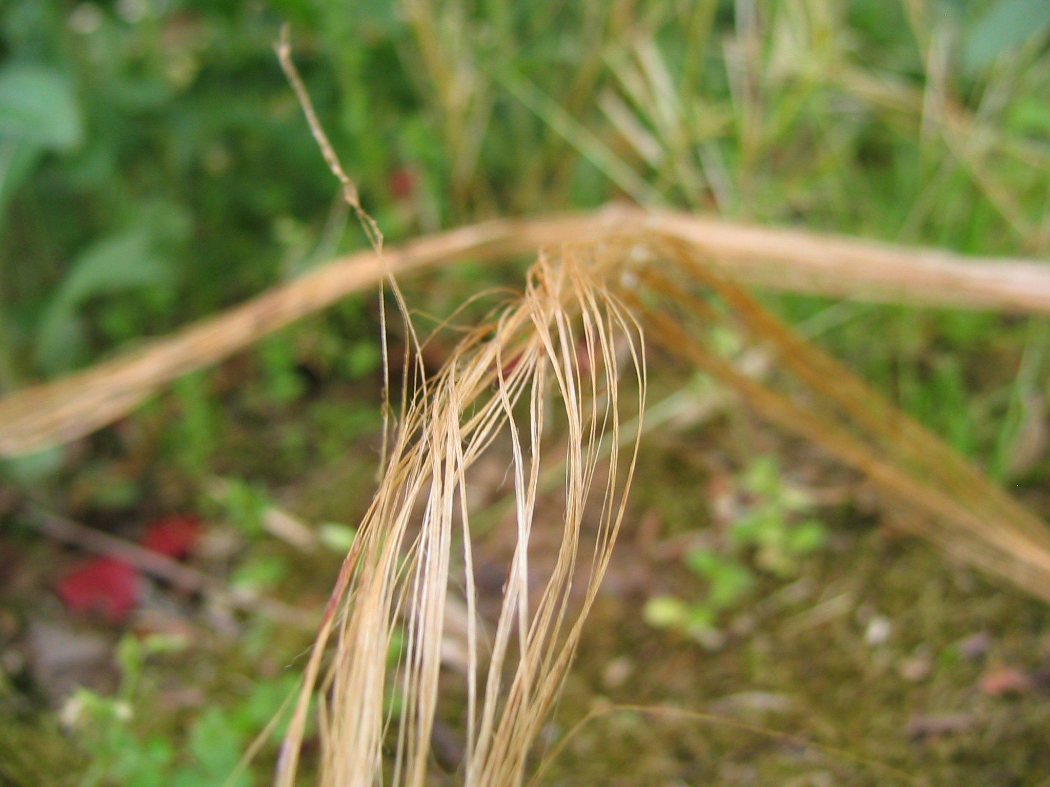 Make Rope Out of Dead Plants -- With No Tools : 7 Steps (with Pictures ...