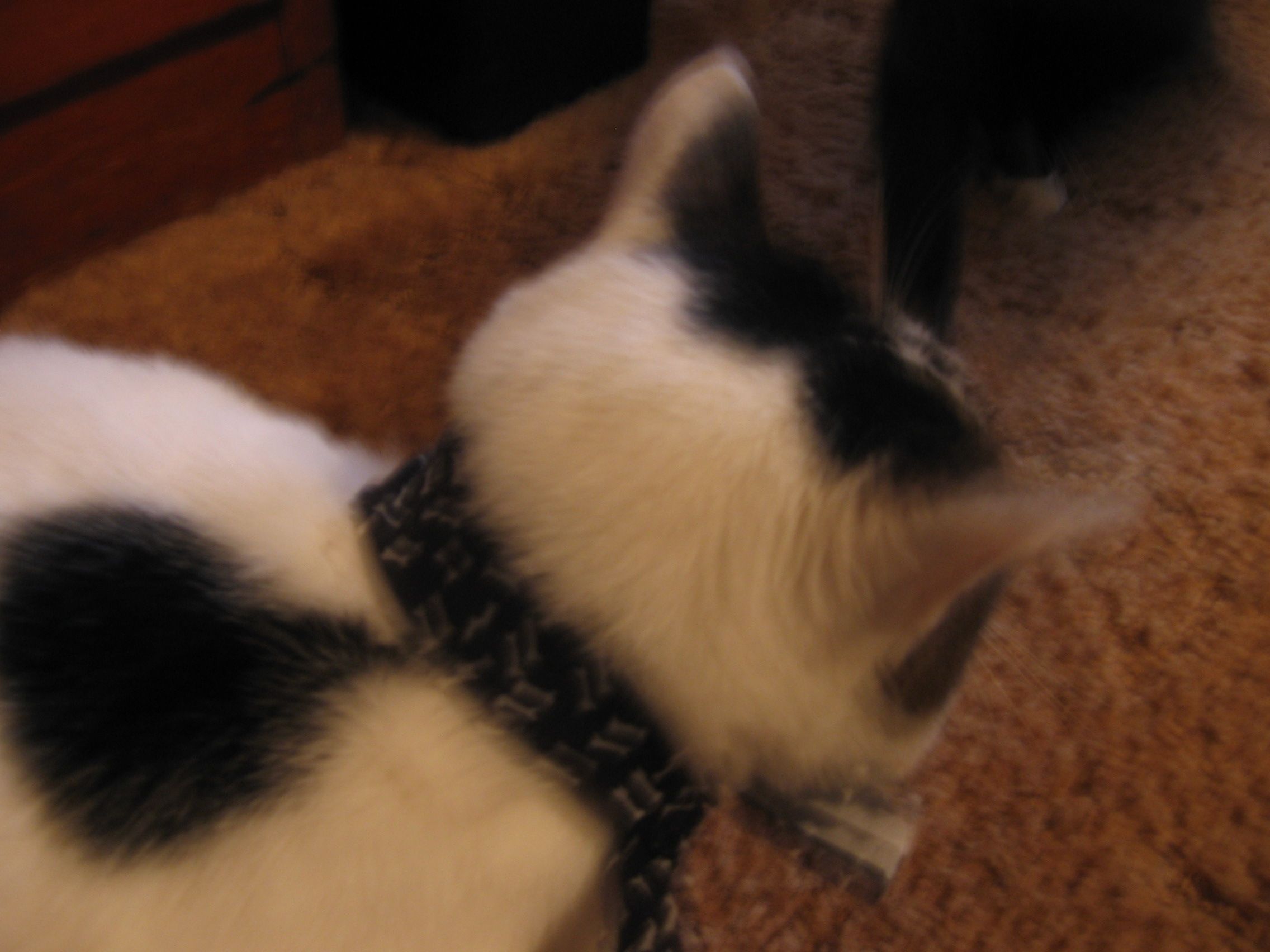 Natural Flea Collars Cheap, Easy and Nonirritating 5 Steps