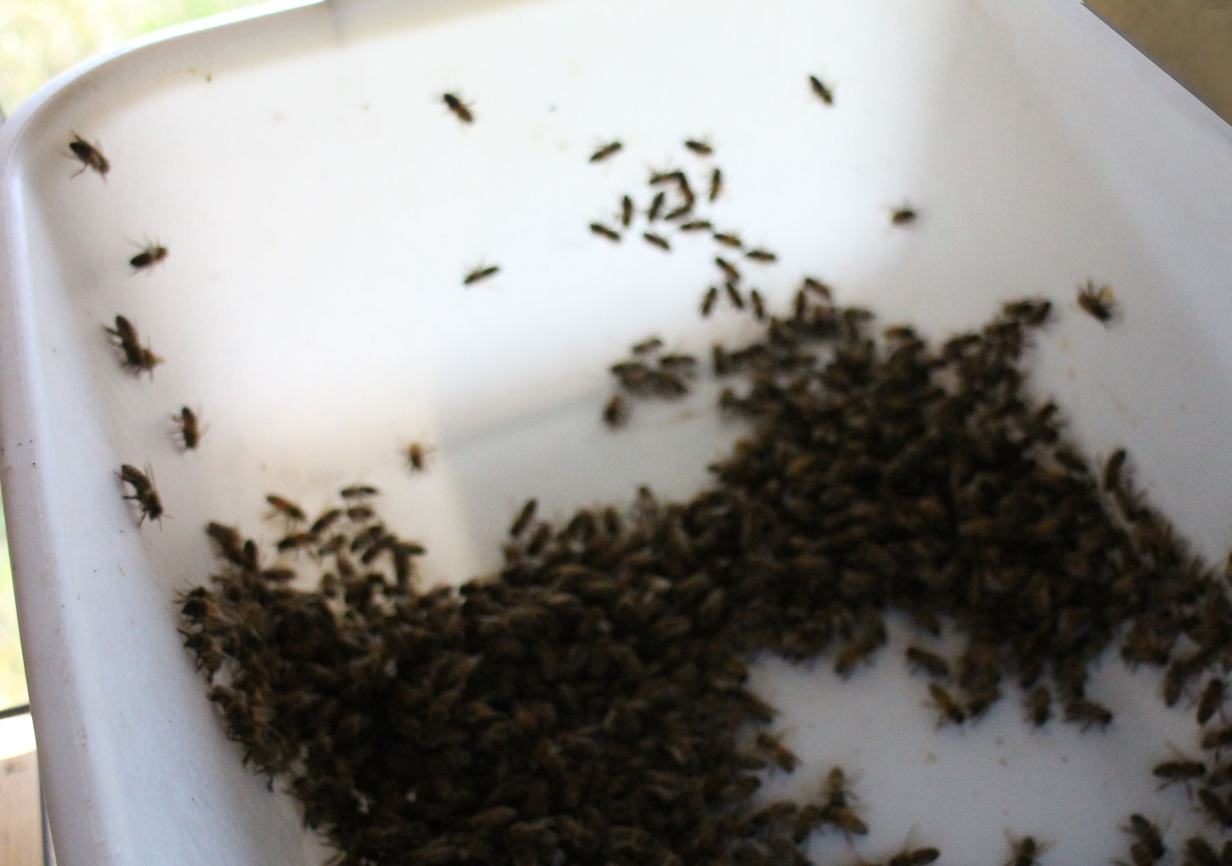 Sugar Coated Honey Bees or How to Test for Varroa Mites 10 Steps