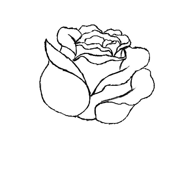 Featured image of post How To Draw A Cute Rose Step By Step / How to draw a butterfly step by step tutorial with free printable guide.