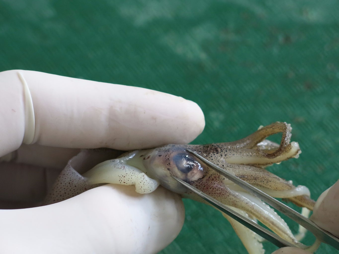 Diagram of a squid
